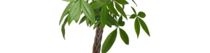 道教法事：这5种化解庭院煞气的植物，看完赶紧布置起来