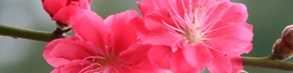 旺姻缘：桃花煞代表什么意思 桃花煞是什么