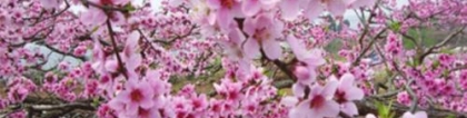 斩烂桃花：烂桃花太多怎么办 斩烂桃花六字咒