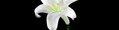 旺姻缘：这些风水植物可帮你招桃花