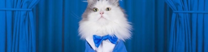 旺姻缘：养猫还能招桃花？