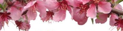 旺姻缘：怎么快速招桃花运,如何快速催桃花运