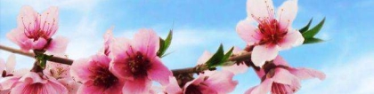 旺姻缘：招桃花运的方法哪些最灵验