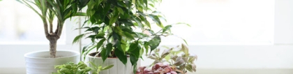 旺姻缘：女生桃花运好，是怎么做到的？分享一些旺桃花的妙招