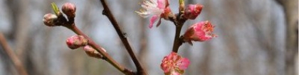 斩烂桃花：教你五种斩桃花的风水方法(图文)