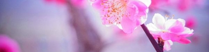 旺姻缘：怎么通过桃花风水的推算招桃花？ 