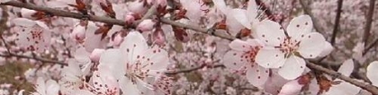 斩烂桃花：如何斩断烂桃花_1