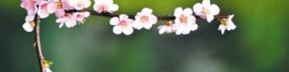 斩烂桃花：如何从根源上斩断这些烂桃花