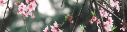 斩烂桃花：斩烂桃花的风水摆件