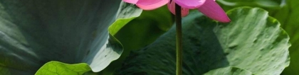 旺姻缘：教你招桃花运