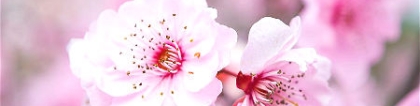 旺姻缘：招桃花摆放什么植物好