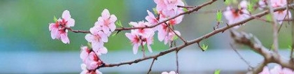 旺姻缘：招桃花很灵的方法