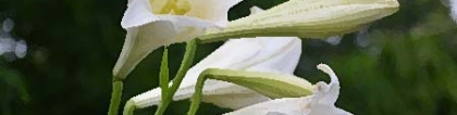 旺姻缘：家里养什么植物可以招桃花
