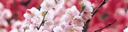 斩烂桃花：斩断老公烂桃花的风水